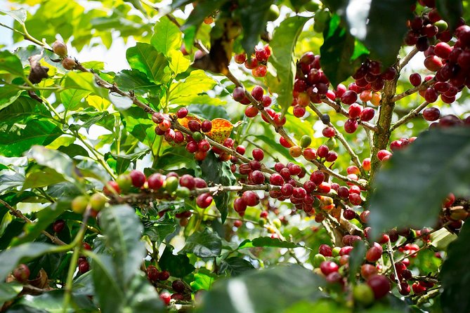 Horseback our Hacienda - 4 hours Coffee Tour - From coffee seed to mill machinery