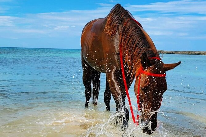 Horseback Ride and Swim Jamaica - What the $150 Price Really Buys