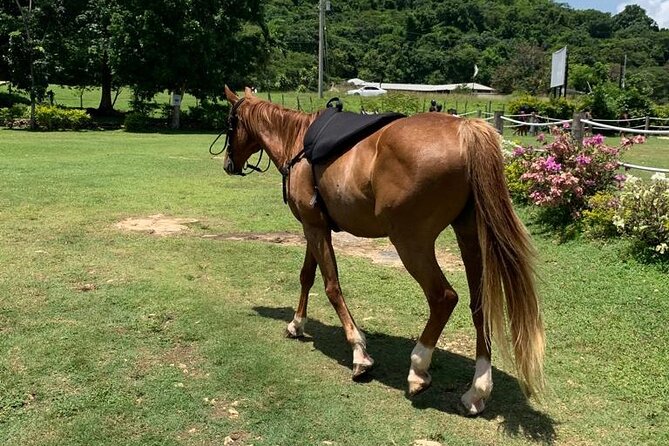 Horseback Ride, ATV and Catamaran Party Cruise from Montego Bay - Key points to know before you book