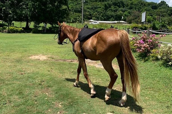 Horseback Ride, ATV and Catamaran Party Cruise from Montego Bay - Food, swimming, and time between activities
