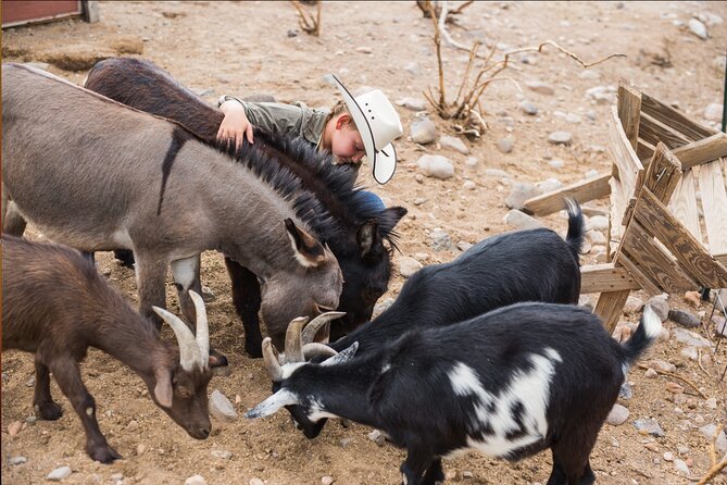 Horseback Ride near the Grand Canyon's West Rim - Is $25 good value?