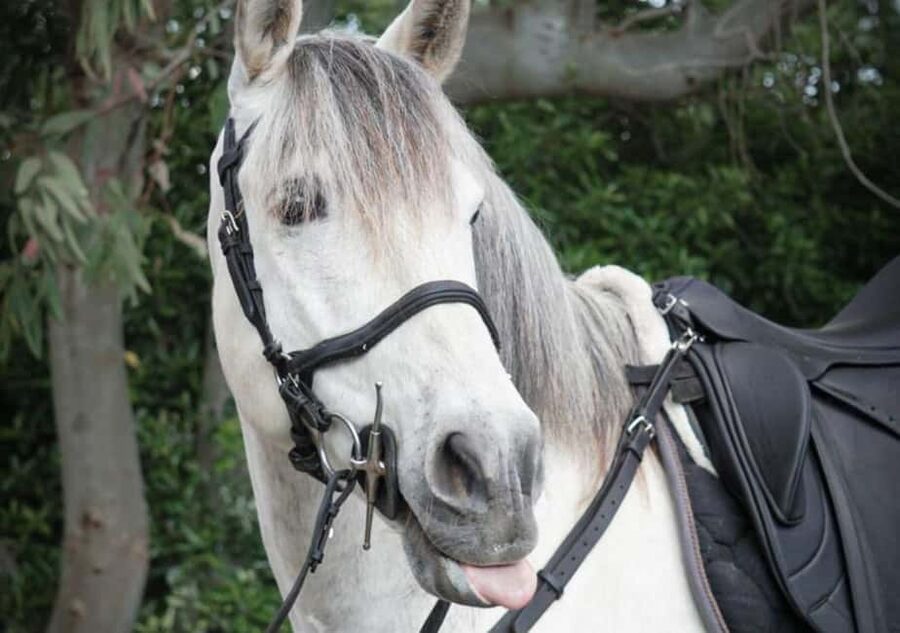 Horseback Ride on Mt. Vesuvius - One hour on ancient lava paths