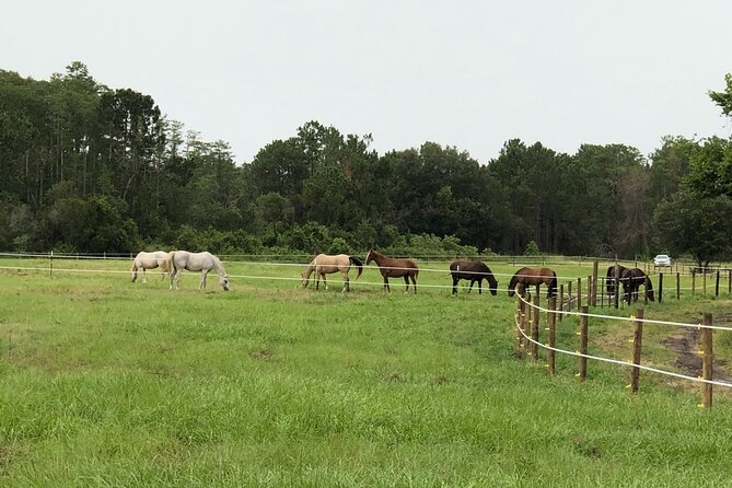 Horseback Ride on Scenic Lake Louisa Trails - Small groups and quiet viewpoints