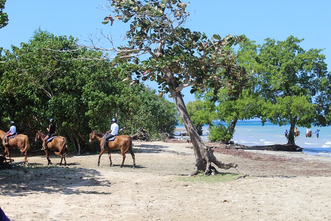 Horseback Ride & Swim Jamaica/Montego Bay - Who Will Enjoy This Ride Most?