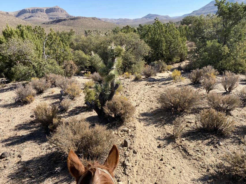 Horseback Ride thru Joshua Tree Forest with Buffalo & Lunch - Lunch, cowboy music, and an old Western setting