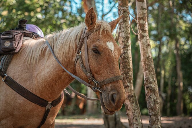 Horseback Ride to Xunantunich Maya Ruins - Key points to know before booking