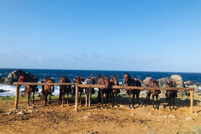 Horseback Ride Tour to Natural Pool in Arikok National Park - Booking, cancellations, and practical limits