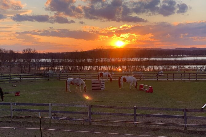 Horseback Rides, Interactions, and Petting Zoo - What happens during the one-hour visit