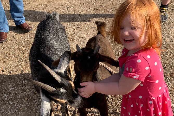 Horseback Rides, Interactions, and Petting Zoo - Indoor riding makes the weather less important