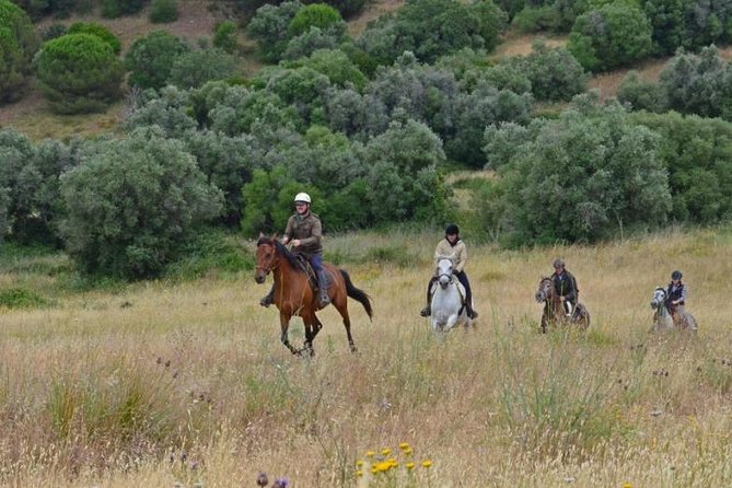Horseback Riding, 4 Options-Mountain, Lesson Ring, Beach (2Hours) - What the Horses and Pace Are Like