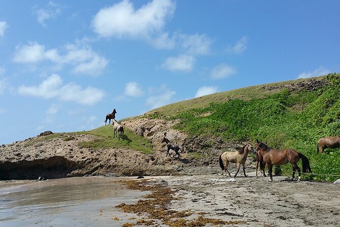 Horseback Riding Adventure Tour in St. Lucia - From saddle fitting to the first trail