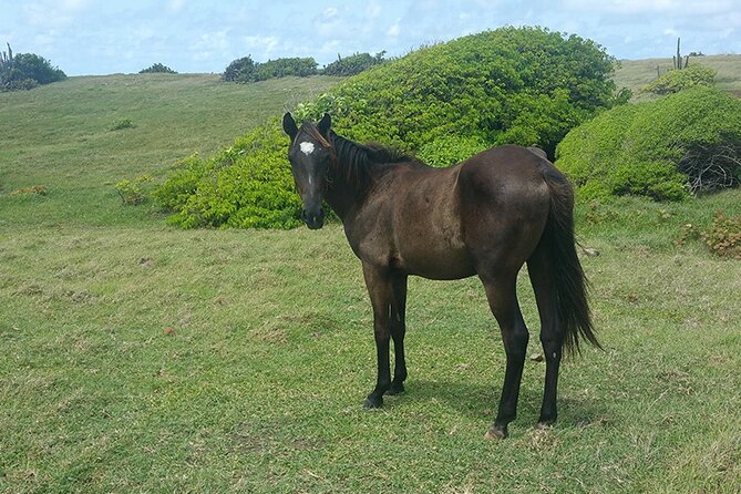 Horseback Riding Adventure Tour in St. Lucia - Meeting the Atlantic coast by horseback