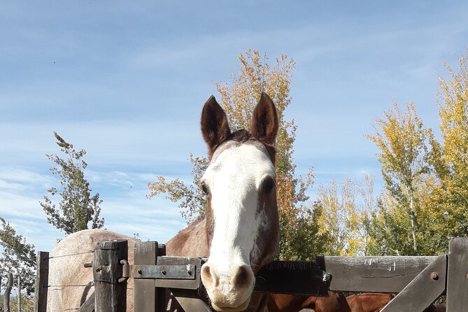 Horseback riding and barbecue in a private ranch - La Carrera, Mendoza - Empanadas, mountain wine, and the asado