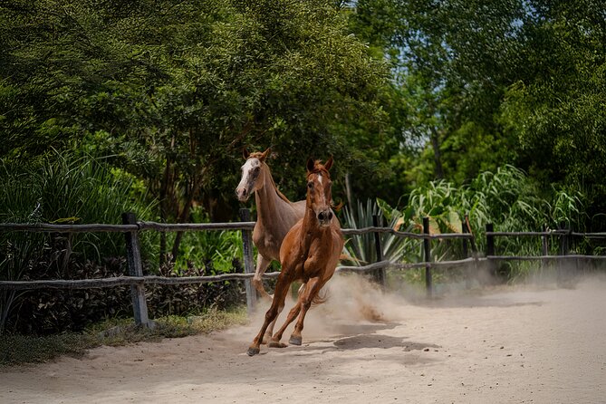 Horseback Riding and Cenote Swim from Cancun or Playa del Carmen - A slow ride through the Yucatan forest