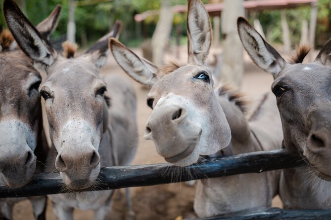 Horseback Riding and Cenote Swim from Cancun or Playa del Carmen - What the $120 price really buys