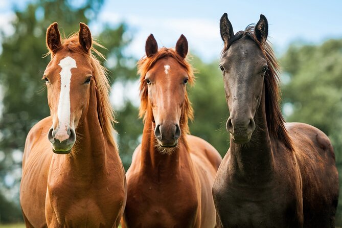 Horseback Riding and Wine Tasting Tour - One day, two very different sides of Santa Barbara