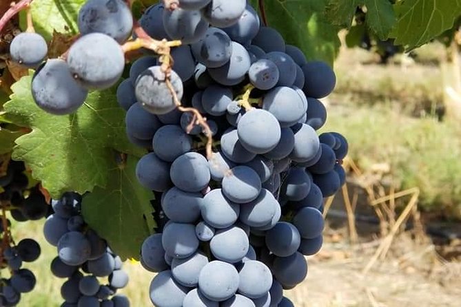 Horseback Riding and Wine Tours - The early start and the value of a tiny group