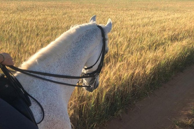 Horseback riding around Doñana National Park - What makes the Andalusian horse special