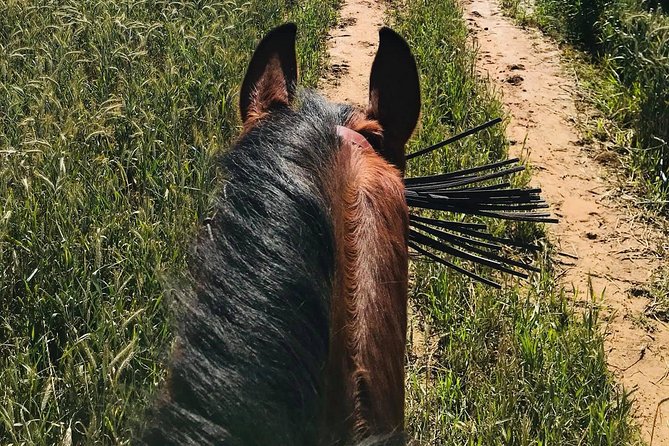 Horseback riding around Doñana National Park - Washing the horse and sharing a drink
