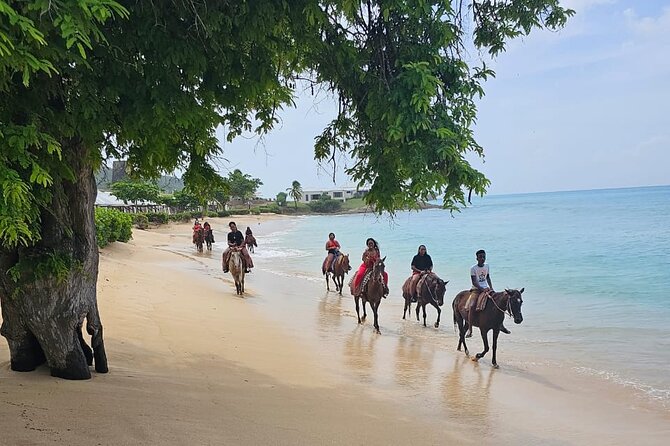 Horseback Riding at Hawksbill Beach in Five islands Antigua - A steady horse and a small-group start