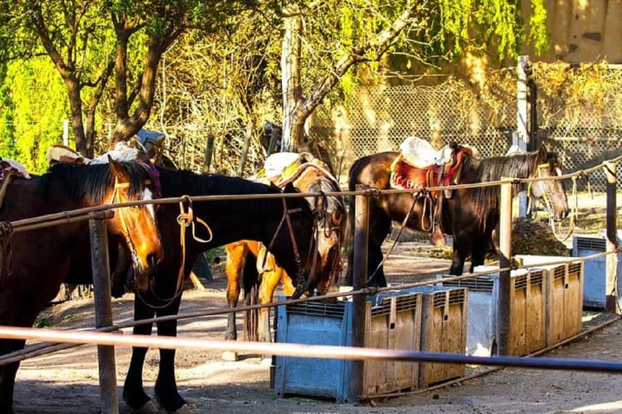 Horseback Riding at Sunset and Dinner in Mendoza - What the $185 price covers
