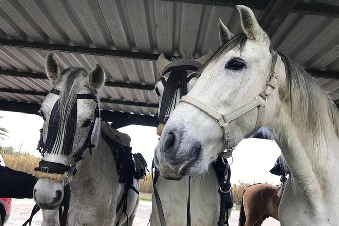 Horseback Riding by the beach or mountain in Tarifa, Spain - 1 to 2 hrs - The meeting point and timing details