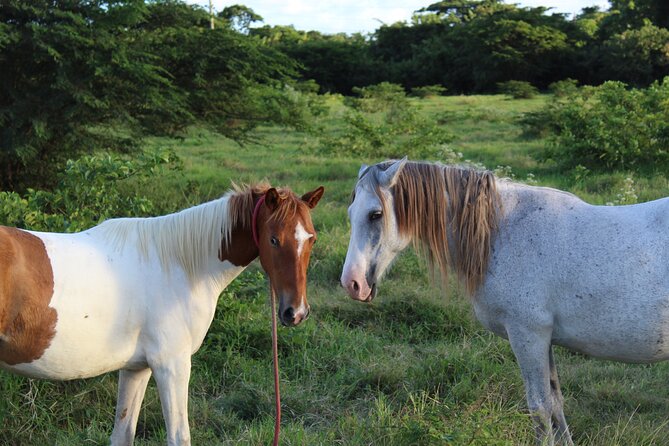 Horseback Riding Experience - Fruit tasting and stories of St. Croix