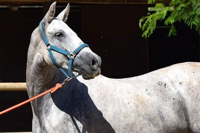 Horseback Riding Experience in Aljarafe, Doñana park from Seville - Meeting an Andalusian horse