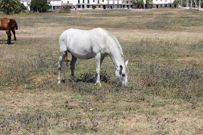 Horseback Riding Experience in Aljarafe, Doñana park from Seville - What the trail ride feels like