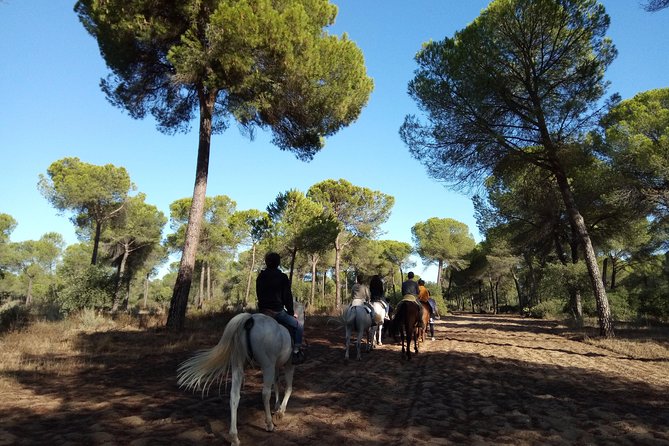 Horseback Riding Experience in Aljarafe, Doñana park from Seville - How much value do you get for $114.13?