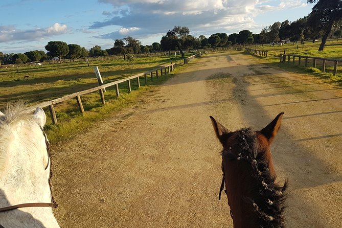 Horseback Riding Experience in Aljarafe, Doñana park from Seville - Group size and guide support