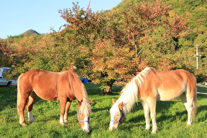 Horseback-Riding in a Country Side in Sapporo - Private Transfer is Included - Clothing, safety, and small practical details