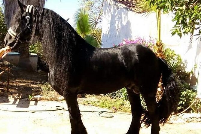Horseback Riding in Cartagena (Spain) - What the beginner lesson is really like