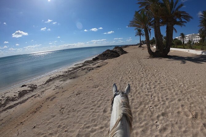 Horseback Riding in Djerba Lagoon - Morning ride or later in the day