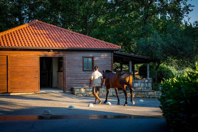 Horseback Riding in Konavle Region with Transport from Dubrovnik - Who Should Book This Ride?
