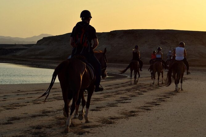 Horseback riding in Marsa Alam and Port Ghalib - Animal care and responsible expectations