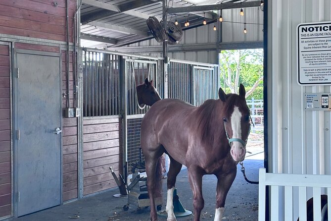 Horseback Riding in Miami - Weather, timing, and cancellation advice