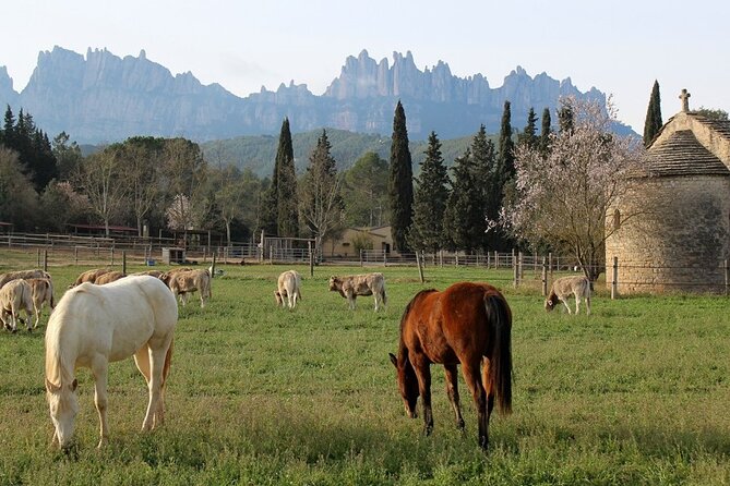 Horseback Riding in Montserrat Mountain Natural Park, Barcelona - 1 to 2 hrs - Morning rides, afternoon outings, and sunset light