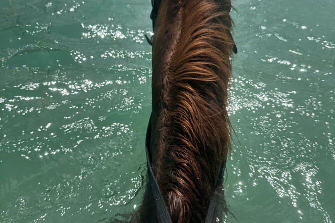 Horseback Riding In The Ocean from Montego Bay Private Transfer - Who will get the most from this outing