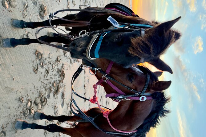 Horseback Riding On The Beach Of Essaouira - What the $21.14 price really buys