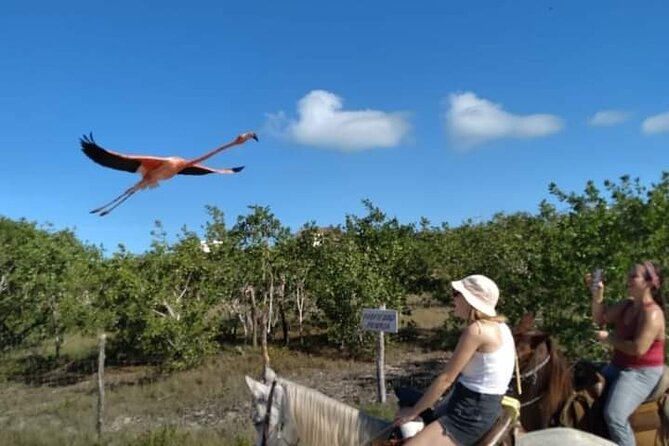 Horseback Riding on the Beaches of Holbox - Group size, guides, and the human side