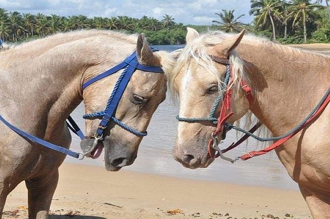 Horseback Riding to Maimon River from Punta Cana - Beach Views and Rural Vistas
