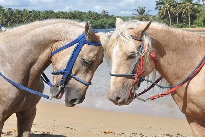 Horseback Riding to Maimon River from Punta Cana - Timing, Weather, and the One Important Caution