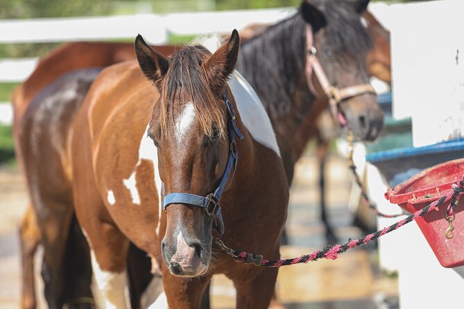 Horseback Riding Tour at Private Ranch - Comfort, clothing, and the 240-pound rule