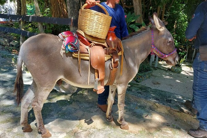 Horseback Riding Tour at Rancho Bonanza and Cenote Swim - Is $149 a fair price?