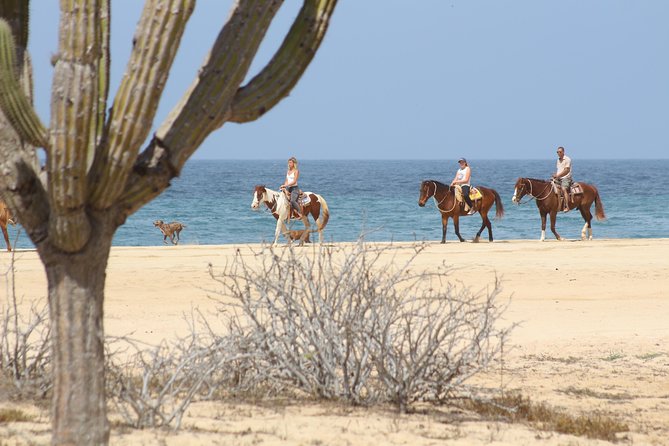 Horseback Riding Tour in Cabo San Lucas - Choosing your horse and getting comfortable
