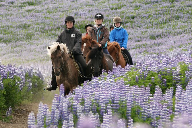 Horseback Riding Tour in Iceland - Who should book this ride