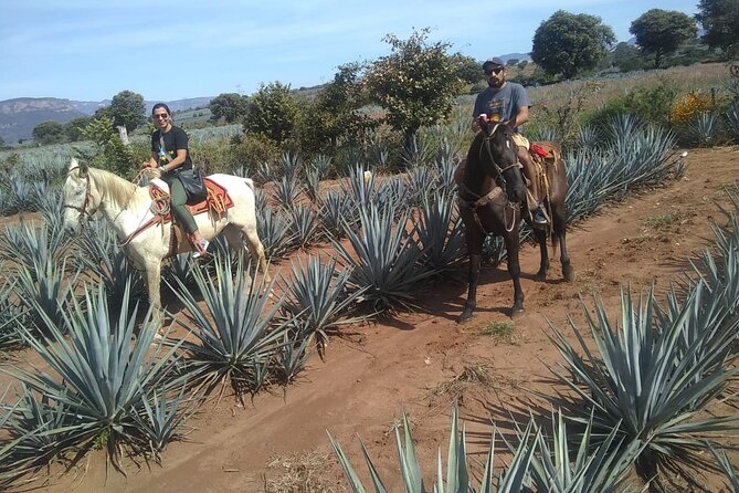 Horseback Riding Tour in The Agave Field with Lunch - Pickup from Guadalajara and the six-hour schedule