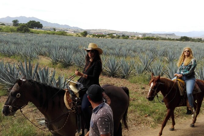 Horseback Riding Tour in The Agave Field with Lunch - How much value does this tour offer?