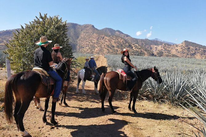 Horseback Riding Tour in The Agave Field with Lunch - Who will enjoy this outing most?